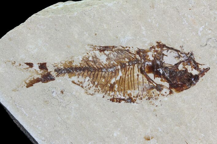 Cretaceous Fossil Fish (Armigatus) - Lebanon #70028